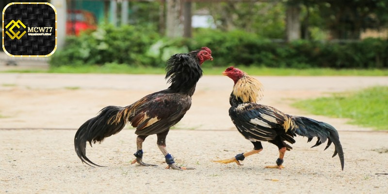 Trong cách nuôi gà đá, để chọn được gà đá hay, người nuôi cần có một con mẫu